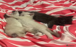 Ragdoll cats for sale: Beautiful ragdoll x silver tabby kittens  - Image 2