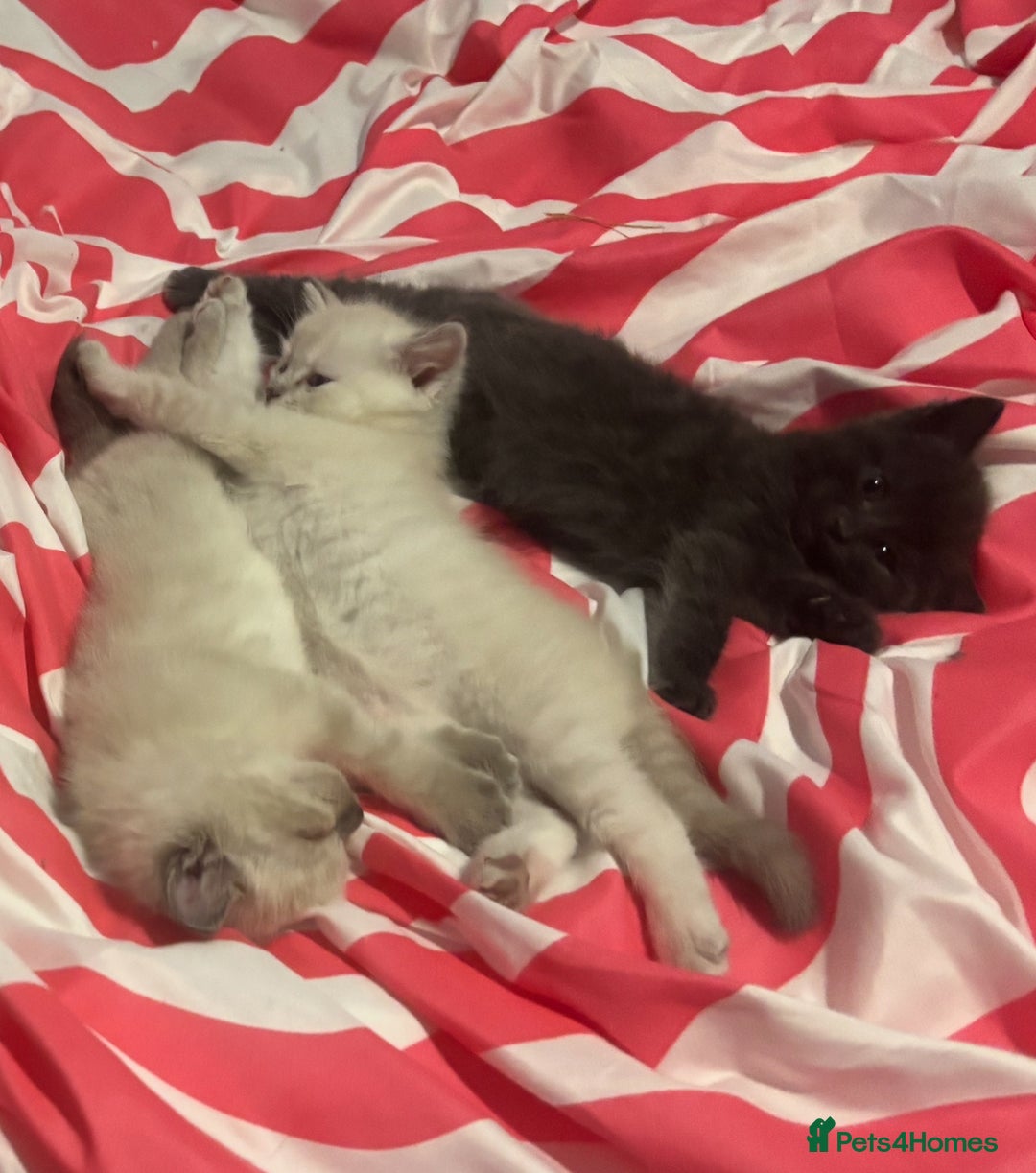 Ragdoll cats for sale: Beautiful ragdoll x silver tabby kittens  - Image 2
