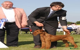 Irish Terrier dogs for sale: Beautiful Champion Lines KC Irish Terrier Puppies - Image 18