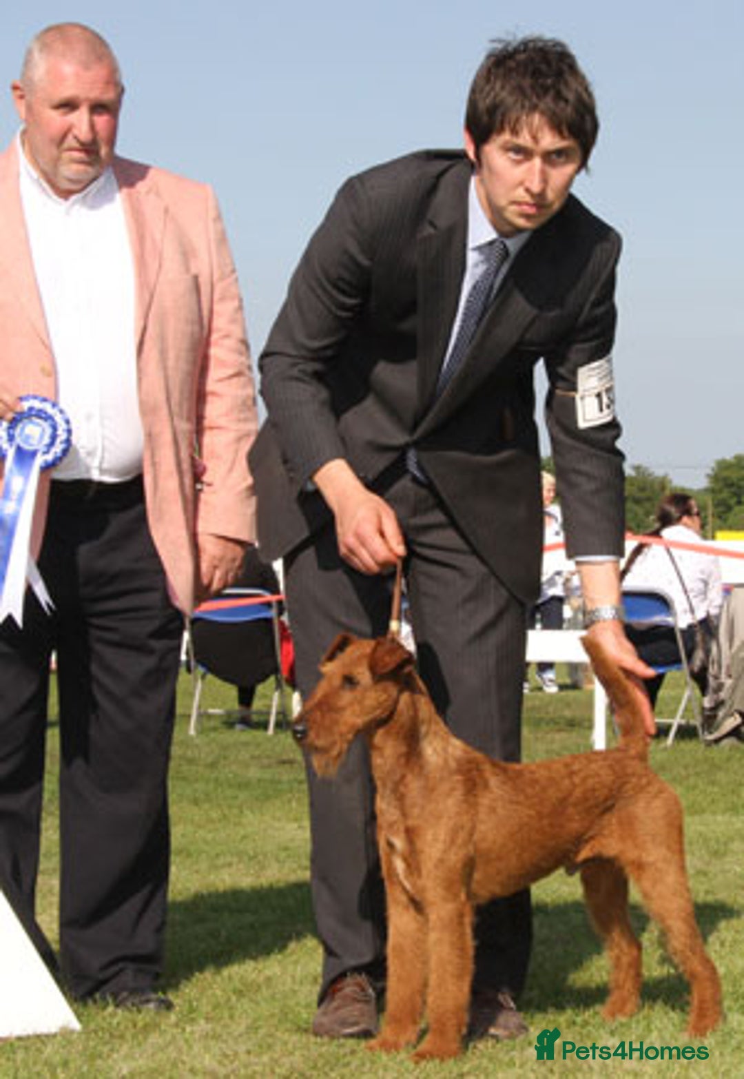 Irish Terrier dogs for sale: Beautiful Champion Lines KC Irish Terrier Puppies - Image 18