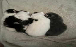 Mixed Breed cats for sale: Beautiful kittens from family home available now - Advert 2