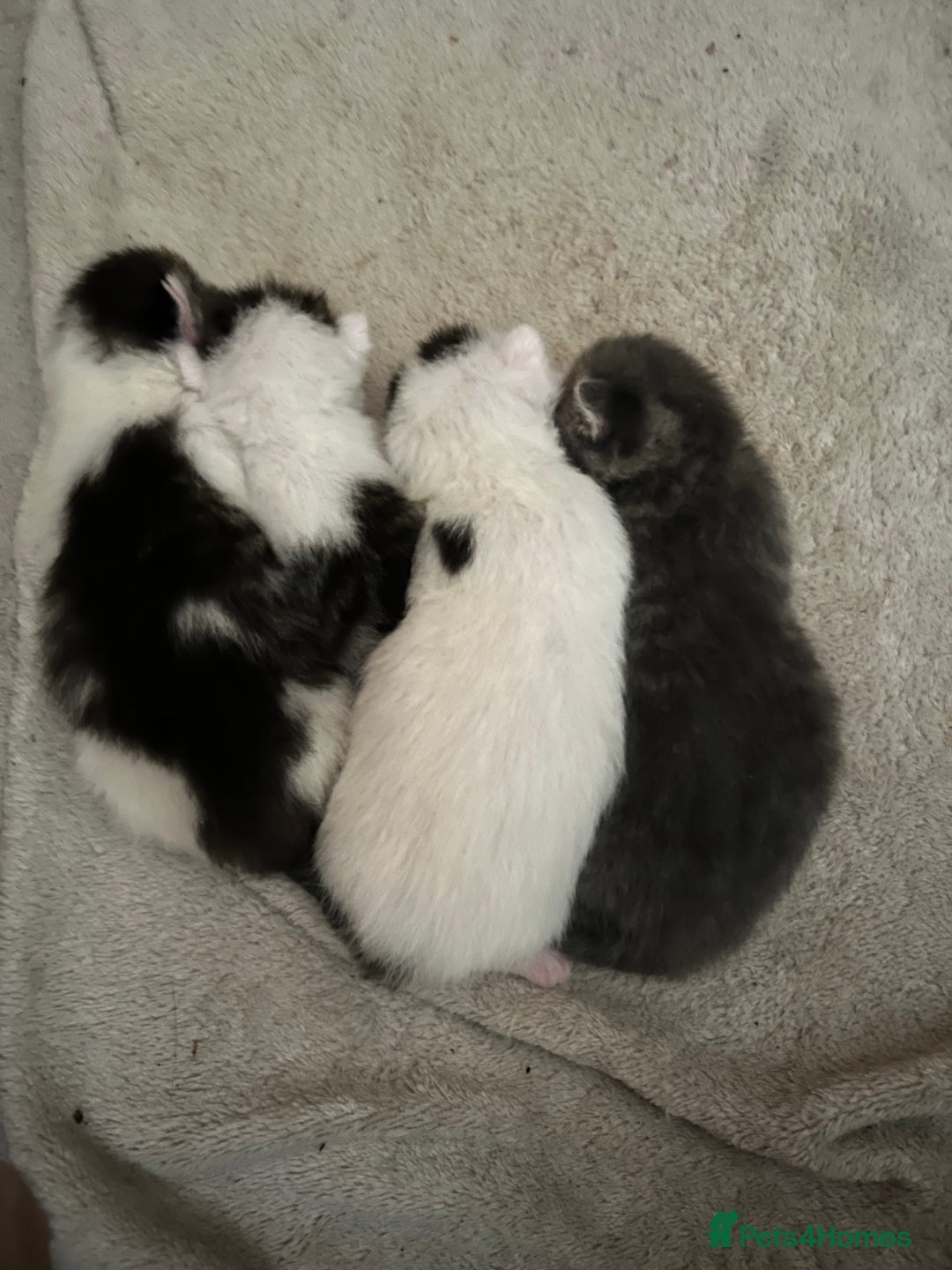 Mixed Breed cats for sale: Beautiful kittens from family home available now - Advert 2
