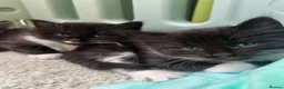 Mixed Breed cats for sale: 4 kittens for sale  in Warrington - Advert 4