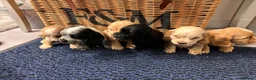 Cocker Spaniel dogs for sale: Stunning Show type cocker spaniel puppies  - Advert 8