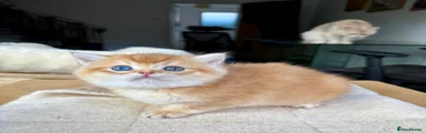 Odd eye Girl