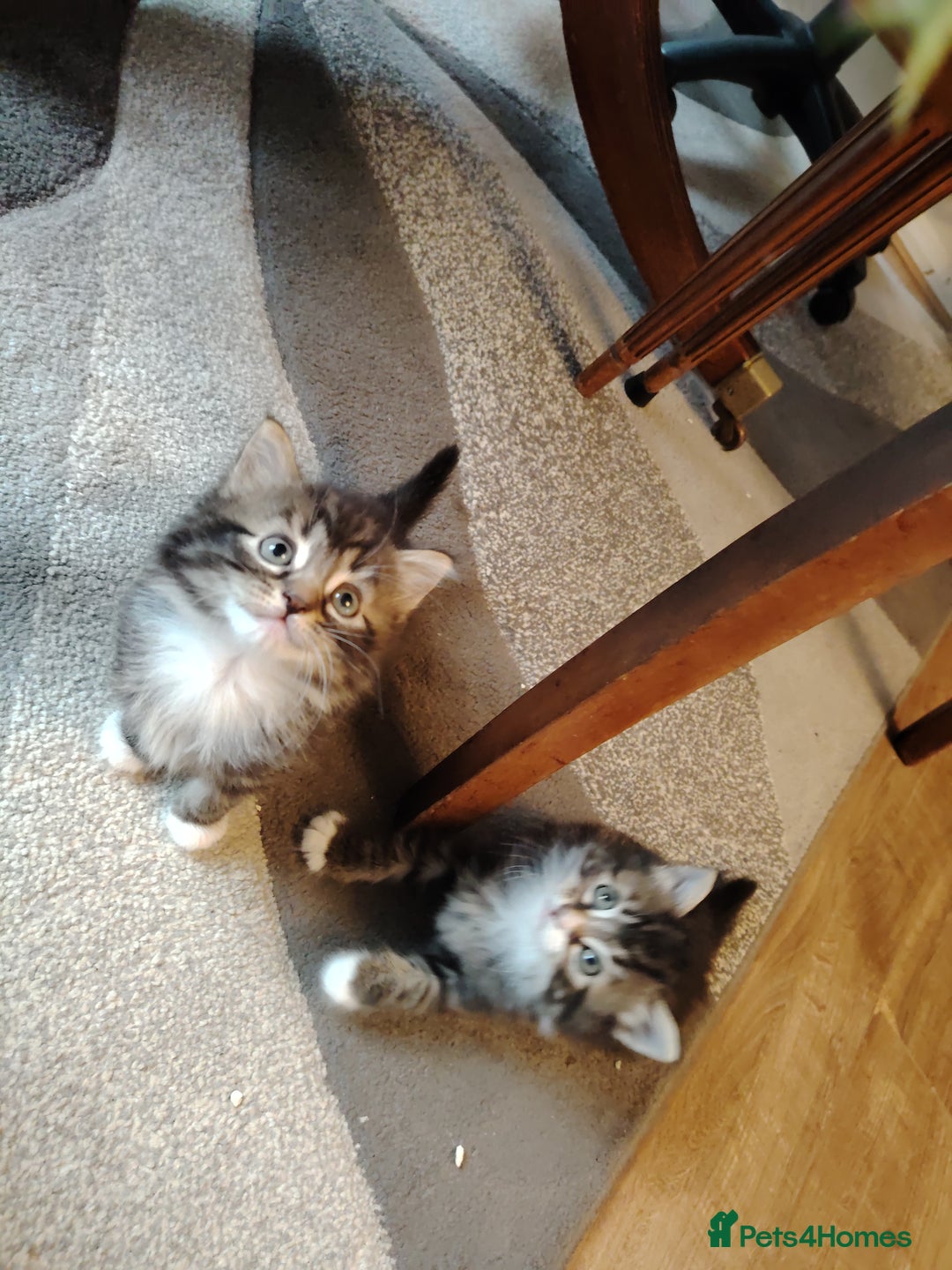 Norwegian Forest Cat cats for sale: Norwegian Forest kittens  - Image 16