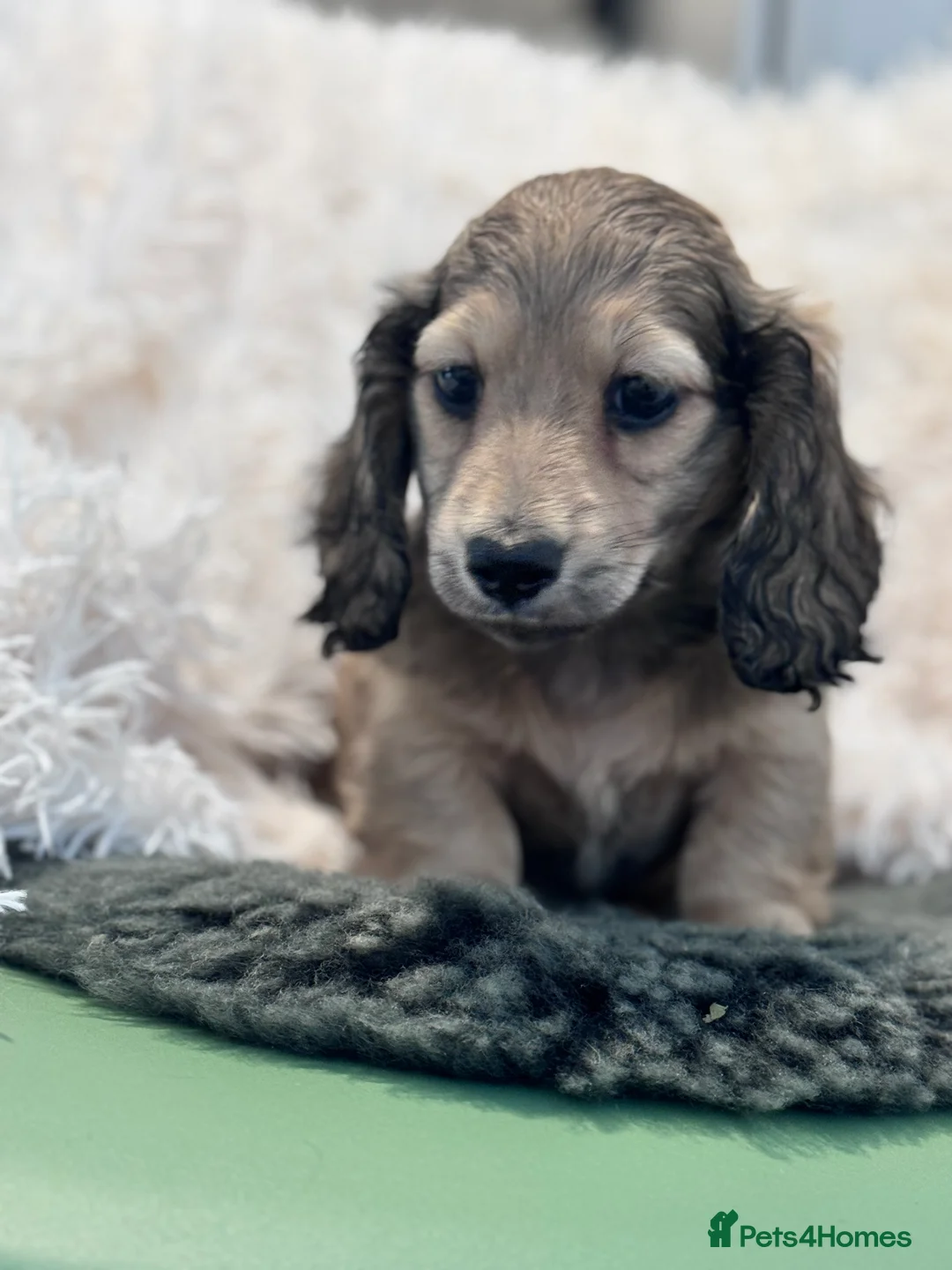 Miniature Dachshund dogs for sale: KC registered miniature dachshund boy longhaired - Advert 3
