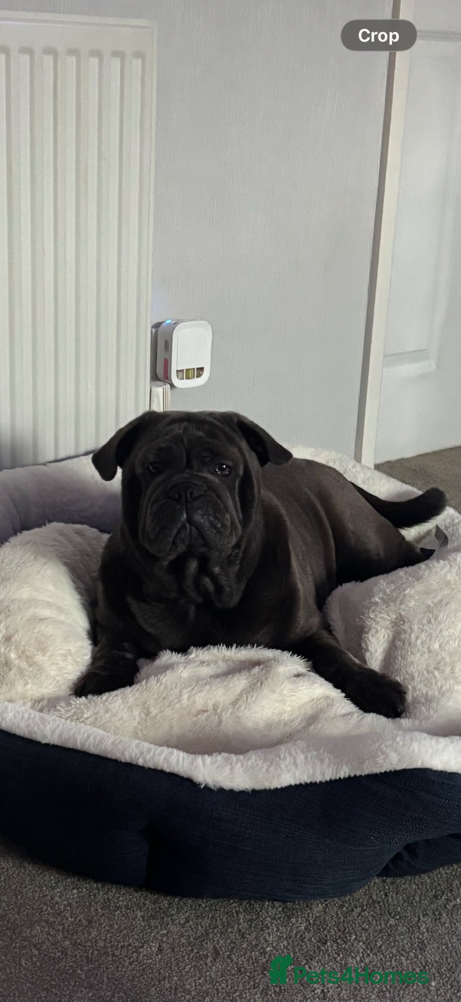 Mixed Breed dogs Loving home needed for English bulldog/pug cross - Advert 1