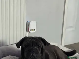 Mixed Breed dogs Loving home needed for English bulldog/pug cross - Advert 1