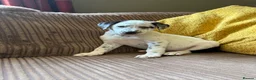 Mixed Breed dogs for sale: Dalmatian x collie puppies in Stone - Advert 11