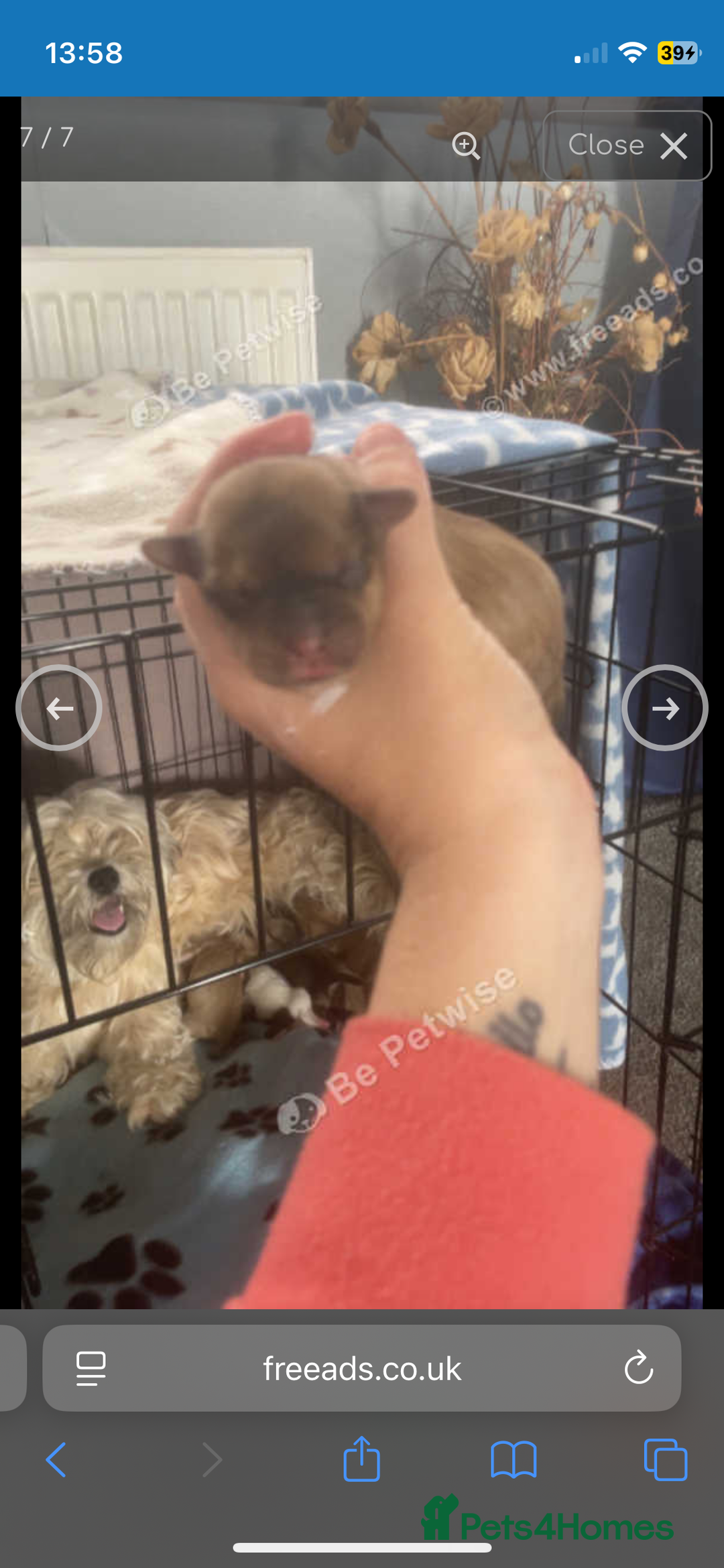 Shih Tzu dogs for sale: Shih tzu puppies  - Image 1