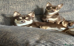 Chihuahua dogs for stud: Reggie the chocolate chi for stud in Ipswich - Image 22