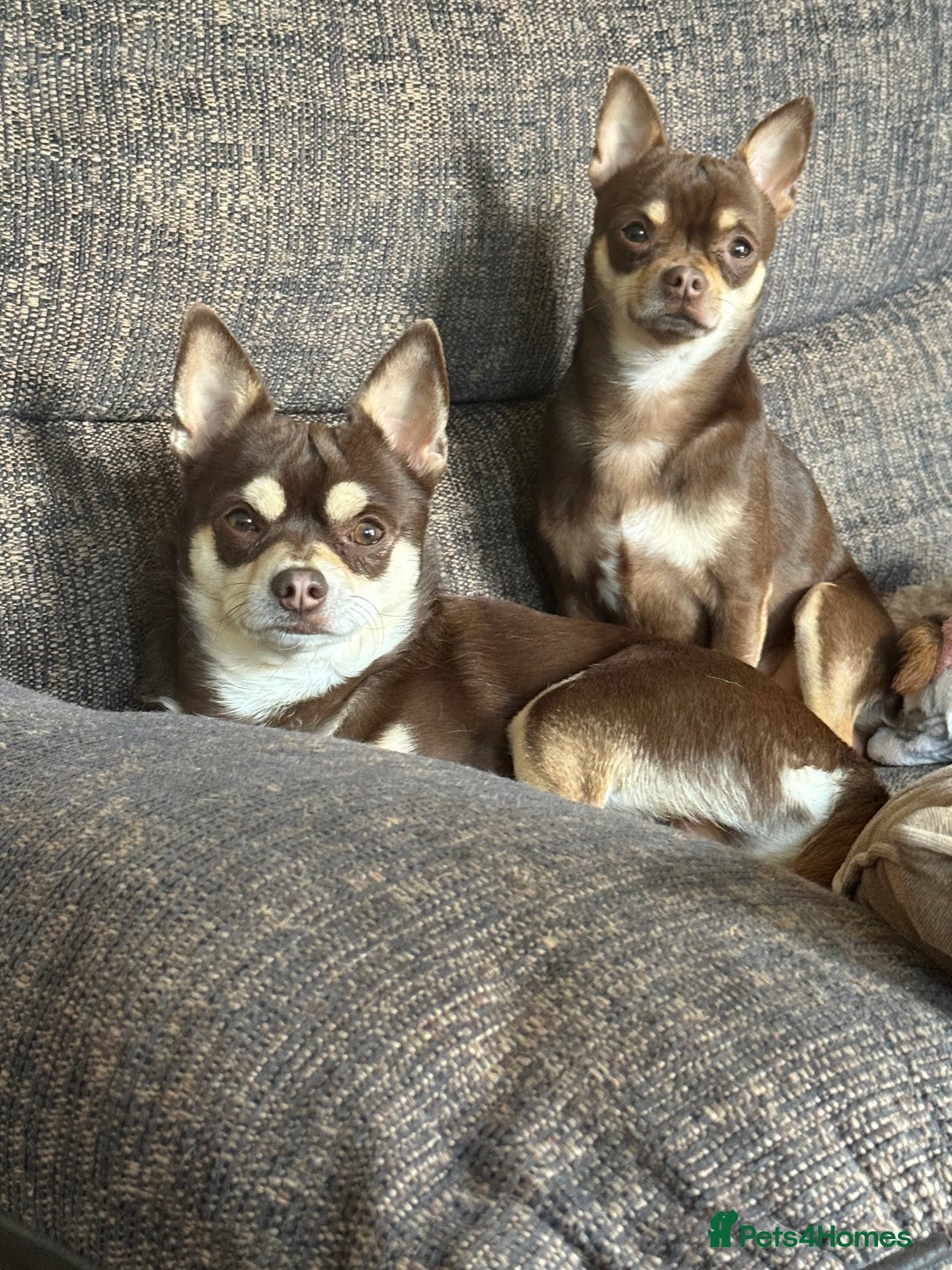 Chihuahua dogs for stud: Reggie the chocolate chi for stud in Ipswich - Image 22