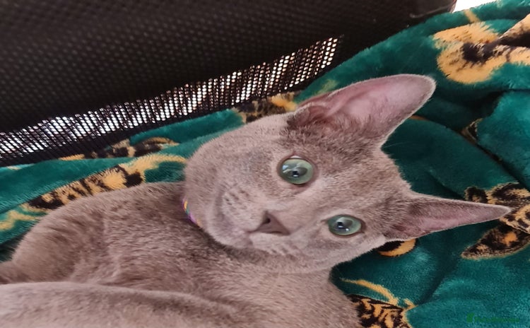 Russian Blue cats in Hayes - Advert 2
