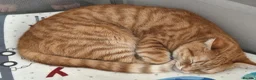 Mixed Breed cats for sale: 5 female cats for sale - Advert 6