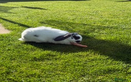 Mini Lop rabbits for sale: 2 male mini lop rabbits to be sold together £60 - Image 3