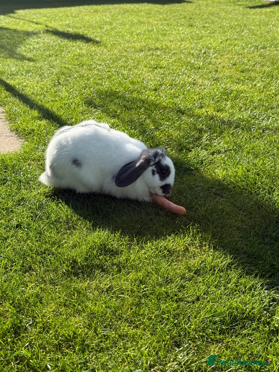 Mini Lop rabbits for sale: 2 male mini lop rabbits to be sold together £60 - Image 3