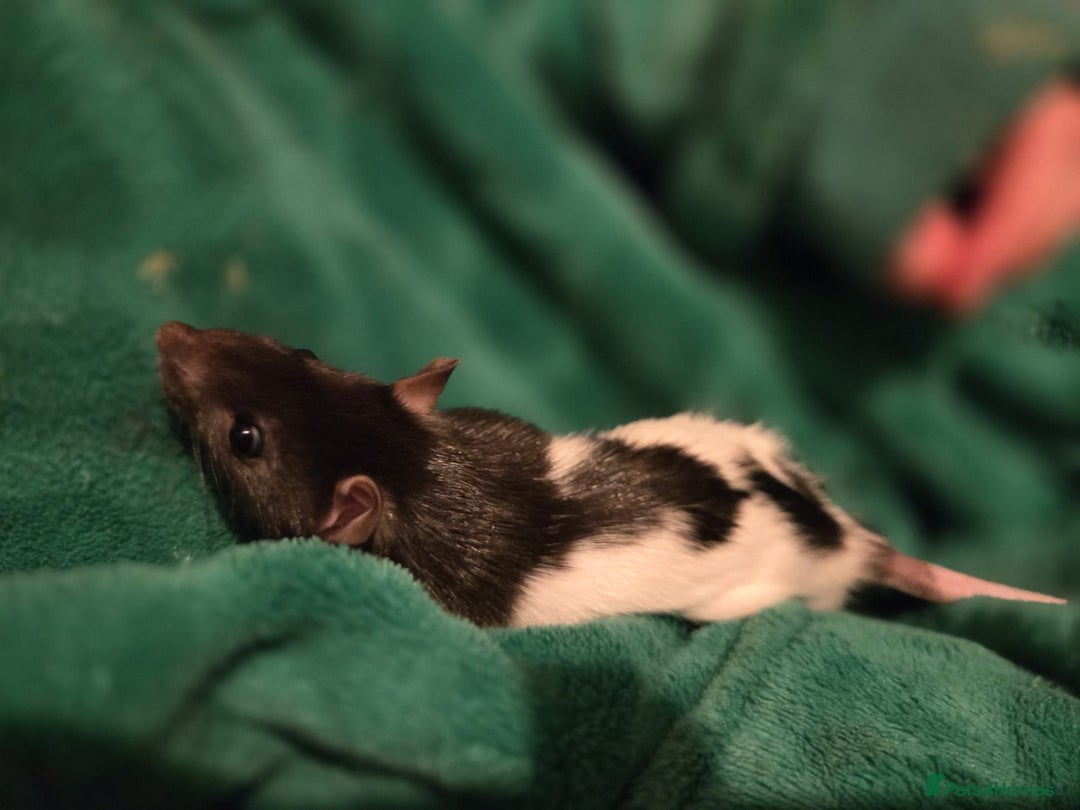Rat rodents for sale: X3 male rats lovely boys 7 months old  - Image 2