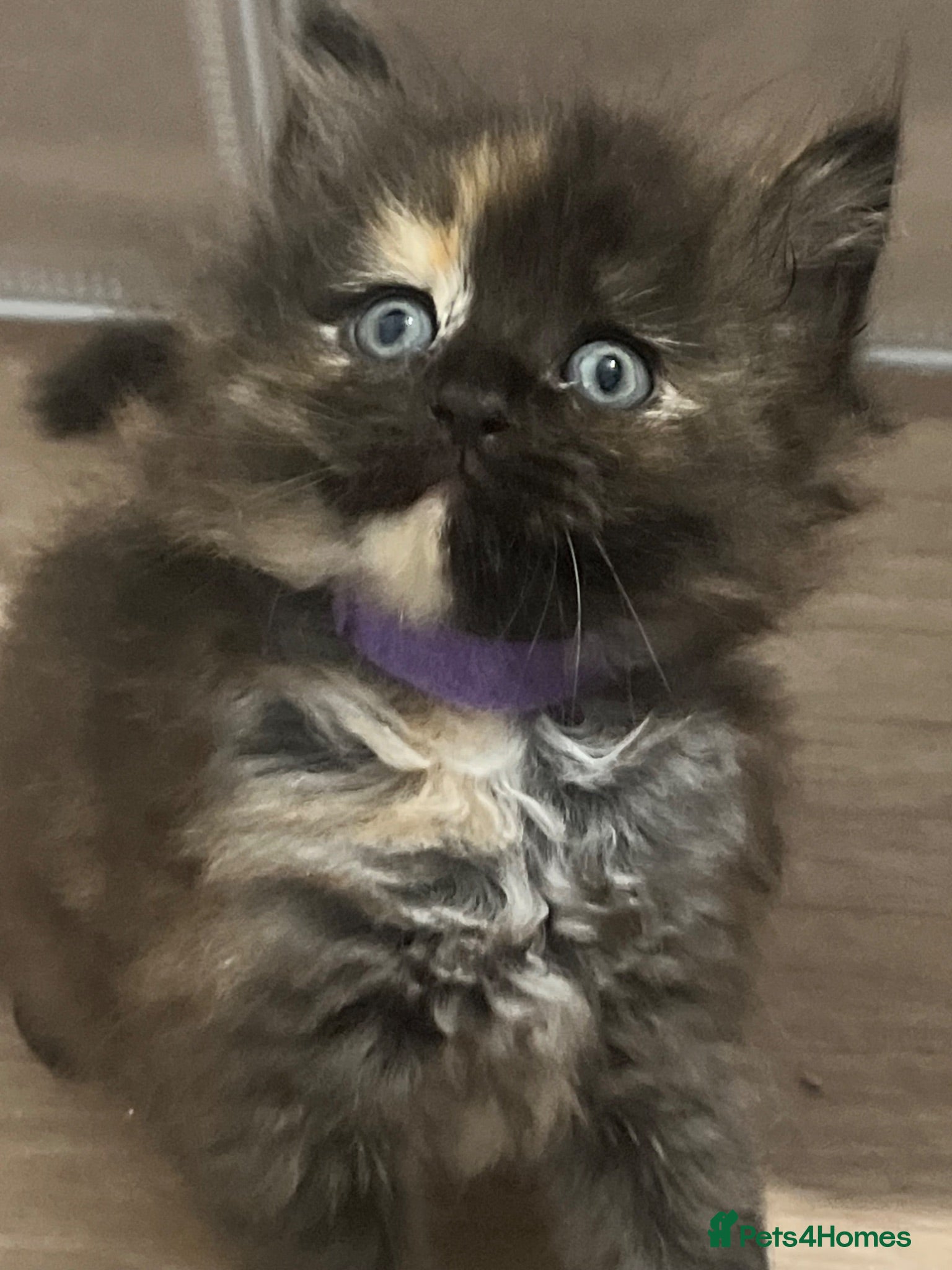 Maine Coon cats 🔥 READY NOW  full Maine coon 🔥 Amazing colour - Advert 2