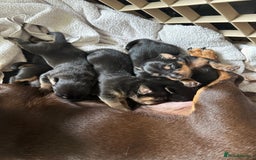 Jack Russell dogs for sale: Miniature Jack Russell pups  - Image 6