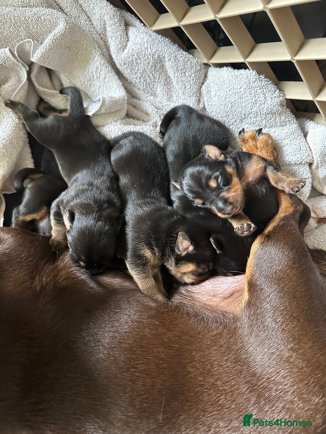 Jack Russell dogs for sale: Miniature Jack Russell pups  - Image 6