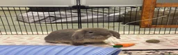 Mini Lop rabbits for sale: 2 Mini Lops for Sale  in Sheffield - Advert 6