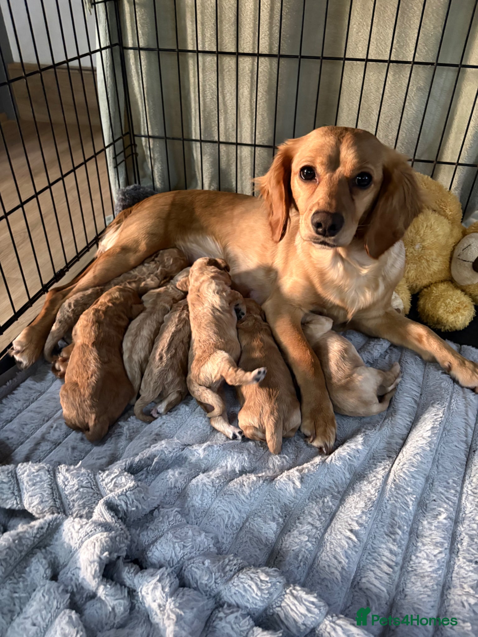 Cockapoo dogs 7 Cockapoo Puppies for sale  - Advert 11