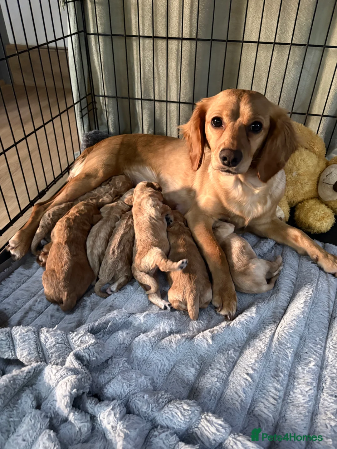 Cockapoo dogs for sale: 7 Cockapoo Puppies for sale  - Advert 1
