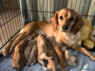 Cockapoo dogs 7 Cockapoo Puppies for sale - Advert 11