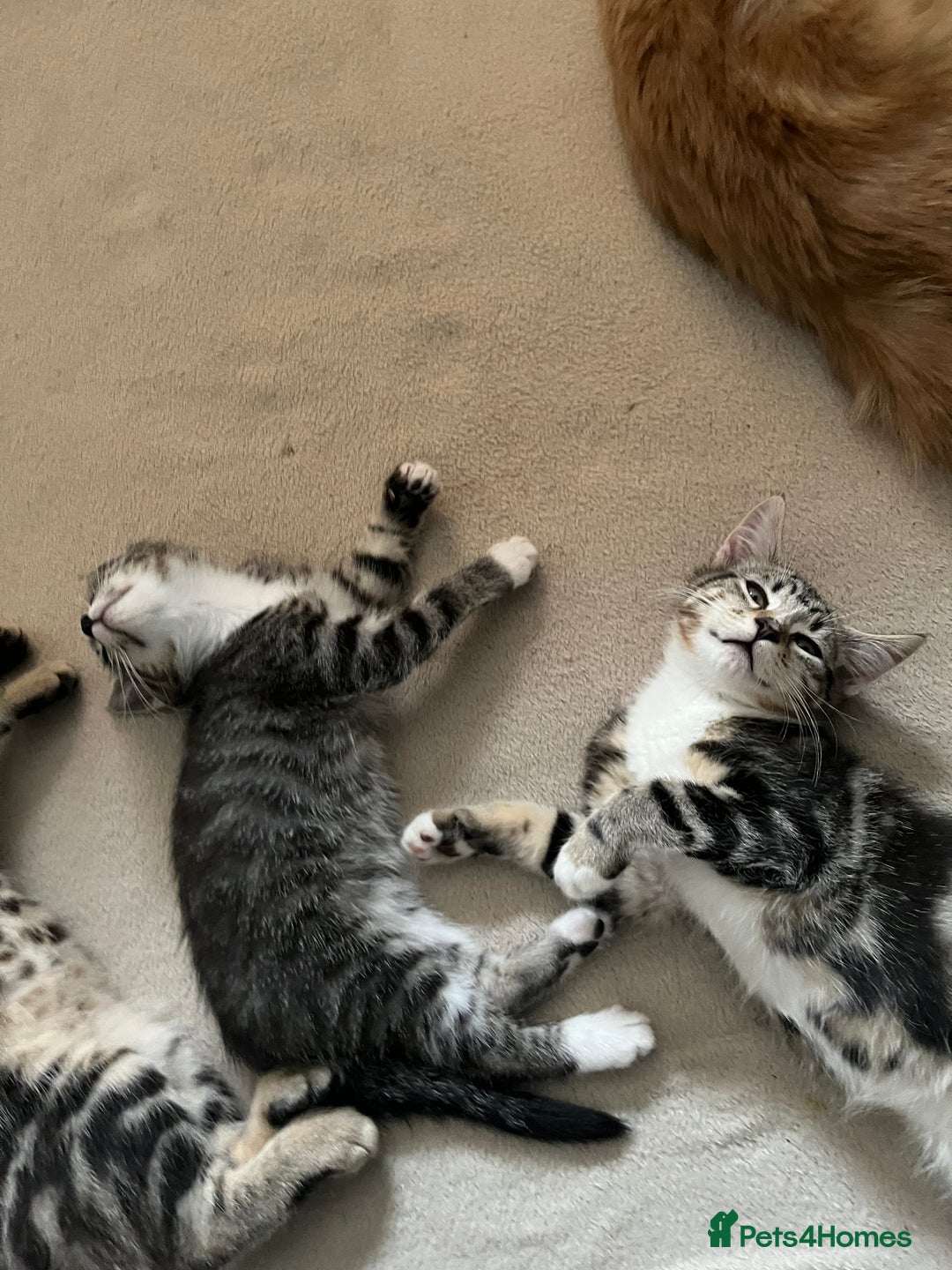 Maine Coon cats for sale: Adorable Kittens - Image 16
