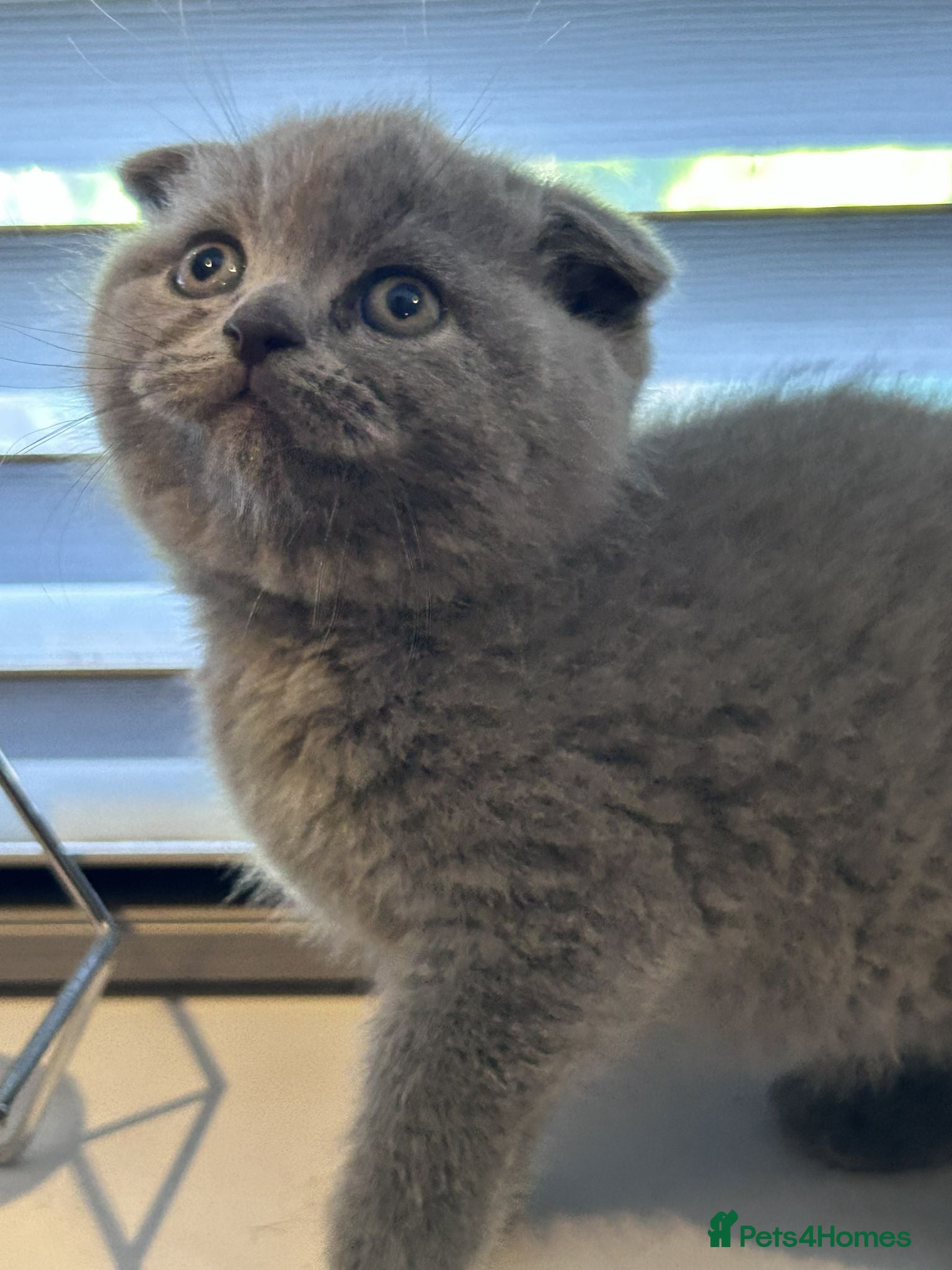 Scottish Fold cats Scottish Fold Kittens, 3 folds & 1 straight eared - Advert 4