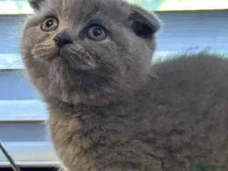 Scottish Fold cats Scottish Fold Kittens, 3 folds & 1 straight eared - Advert 4