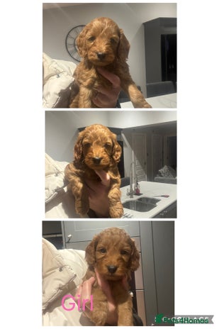 Cockapoo dogs Beautiful deep red f1b cockapoos - Advert 13