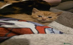 Mixed Breed cats for sale: 2 Ginger Kitties - Image 2