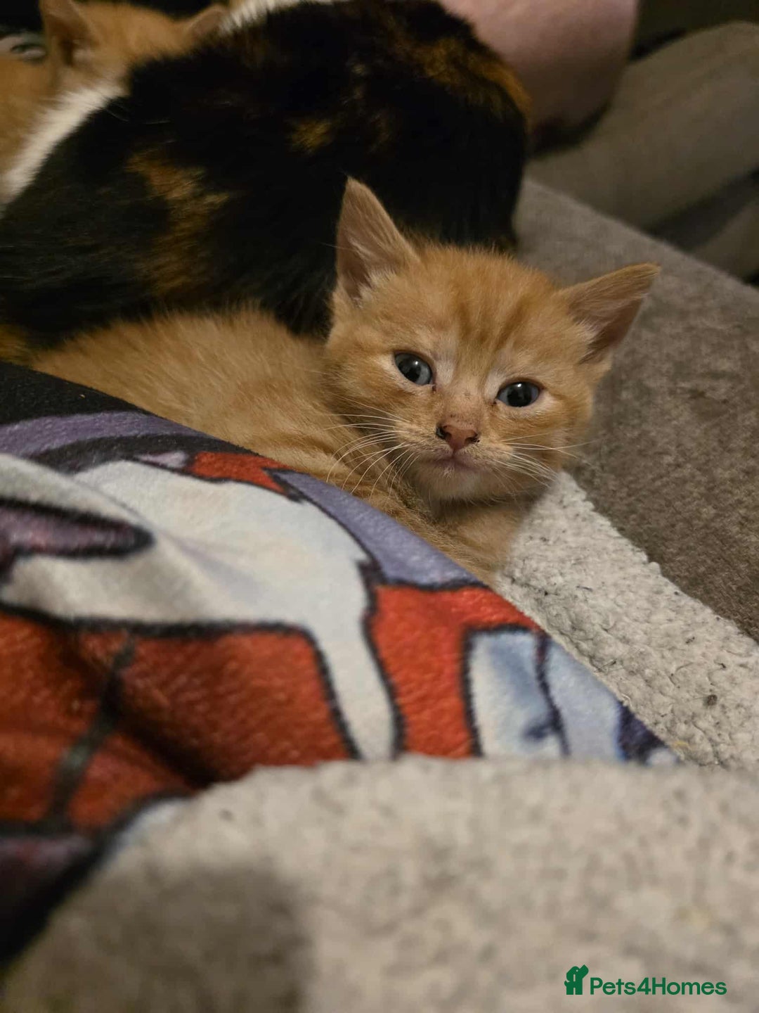 Mixed Breed cats for sale: 2 Ginger Kitties - Image 2