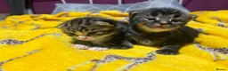 Mixed Breed cats for sale: 2 mixed breed kittens  in Basingstoke - Advert 6