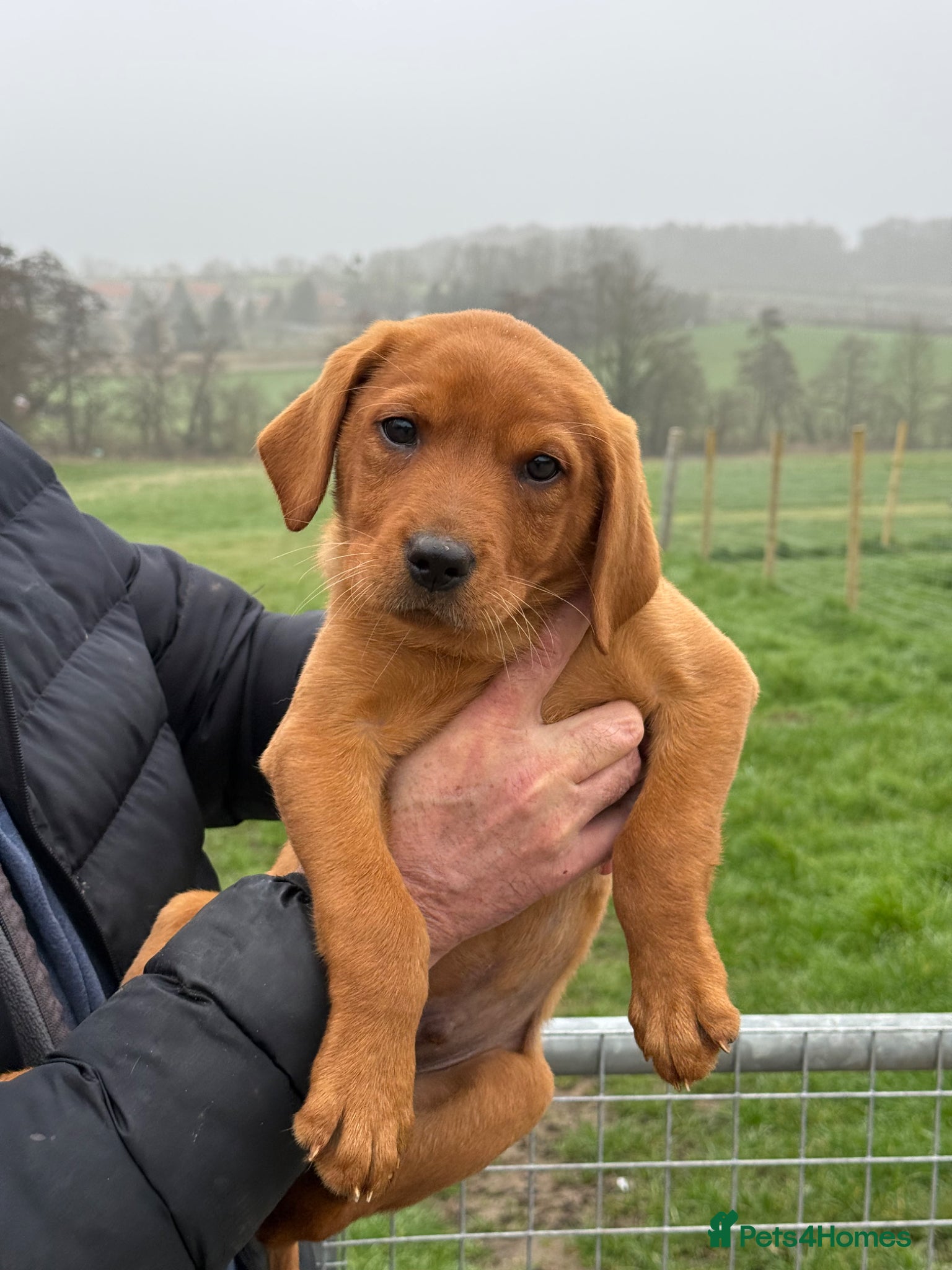 Labrador Retriever dogs Beautiful Fox Red Boy- Ready to leave - Advert 3