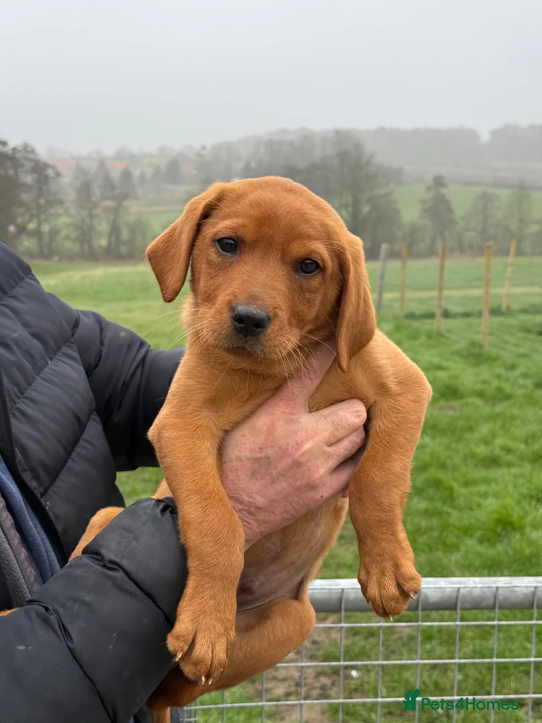 Labrador Retriever dogs for sale: Beautiful Fox Red Boy- Ready to leave - Advert 1