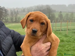 Labrador Retriever dogs Beautiful Fox Red Boy- Ready to leave - Advert 3
