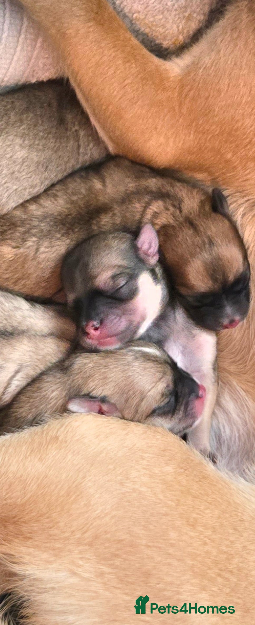 Mixed Breed dogs Maltese x Terrier - Advert 3