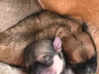 Mixed Breed dogs Maltese x Terrier - Advert 18