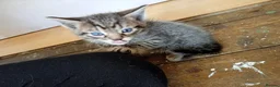 Mixed Breed cats for sale: Kittens Mixed breed (father 1/4 Bengal) - Advert 25