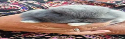 Mini Lop rabbits for sale: Beautiful Mini Lop Does - Advert 4