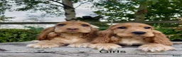 Cocker Spaniel dogs for sale: KC RegShow Type Cocker Spaniel Pups Health Tested - Advert 4