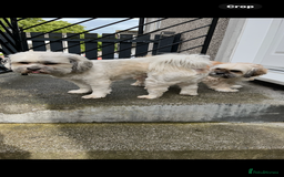 Lhasa Apso dogs for sale: Dogs  - Image 6