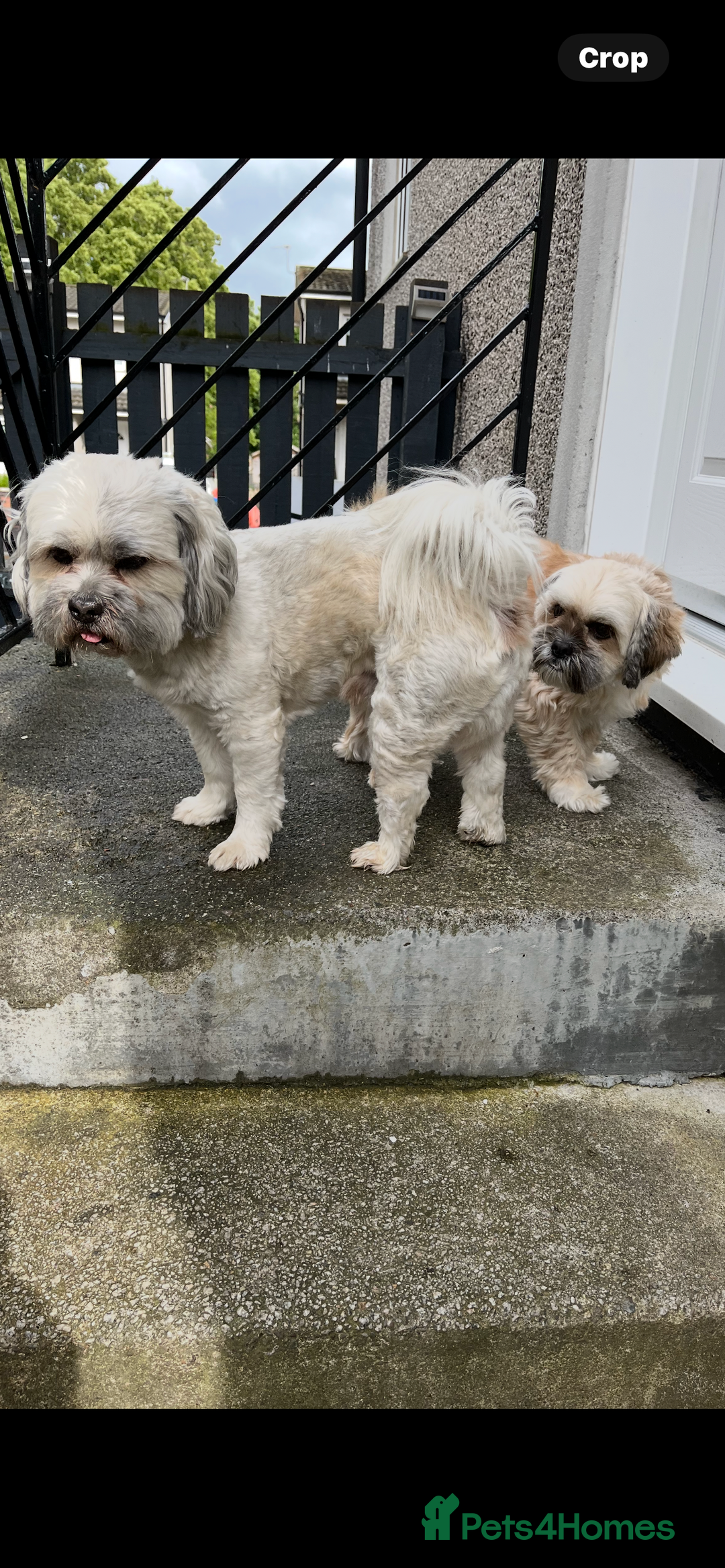 Lhasa Apso dogs for sale: Dogs  - Image 6