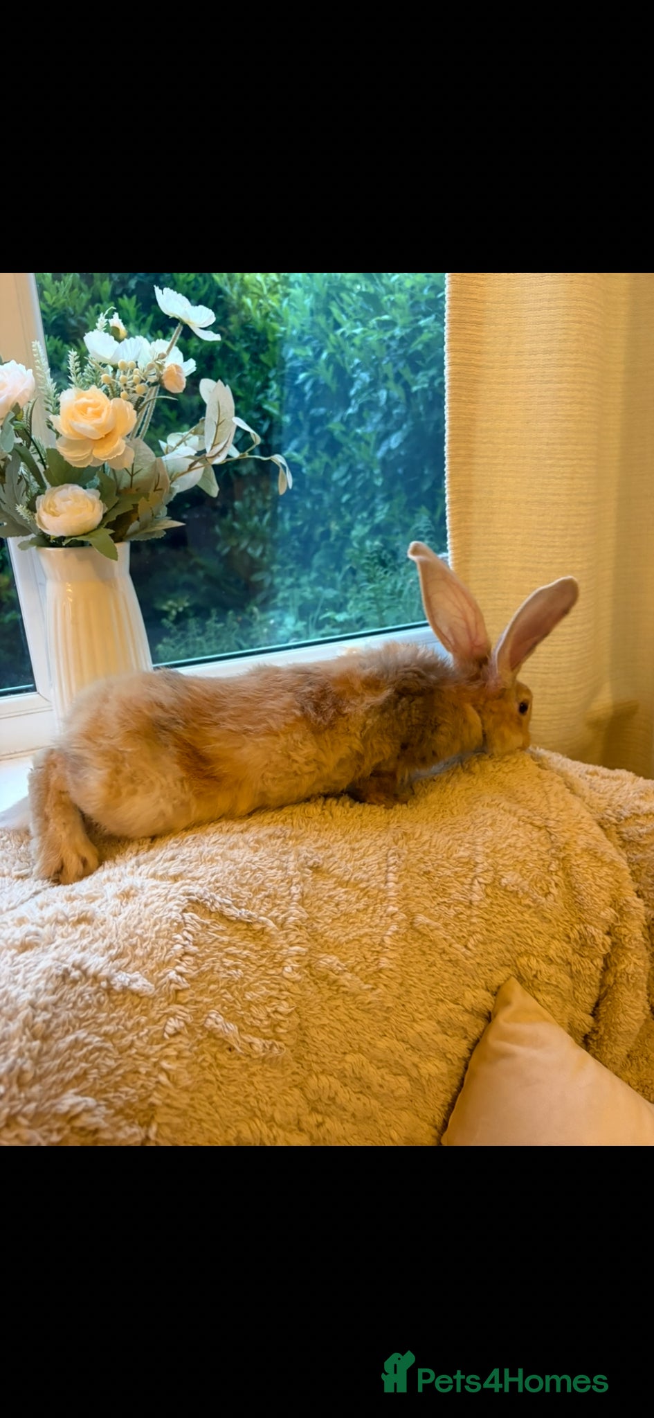 Continental Giant rabbits for sale: One left Lovely continental Giants baby rabbits  - Advert 14