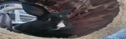 Mini Lion Lop rabbits for sale: Experienced homes only! Hannibal Lector - Advert 4