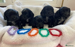 Cocker Spaniel dogs for sale: Kc registered Show cocker spaniel  - Image 17