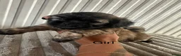 Shihpoo dogs for sale: Shih-poo - Advert 13